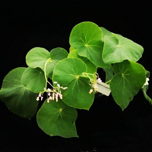 B. puspitae